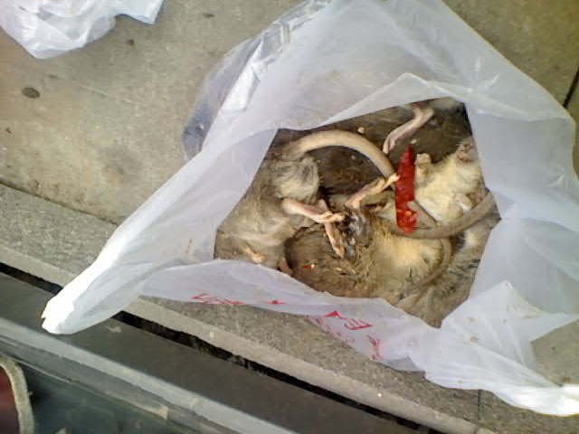 重慶石坪橋美食一條街特大鼠害！